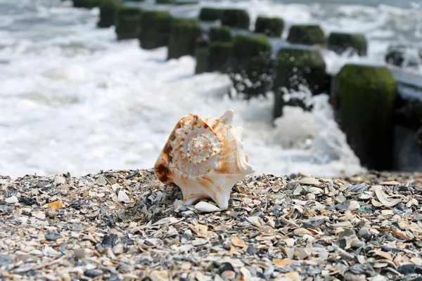 A beautiful giant seashell — Stock Photo, Image