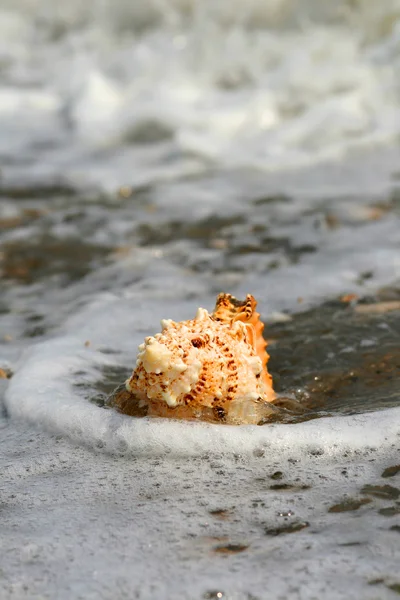 A beautiful giant seashell — Stock Photo, Image