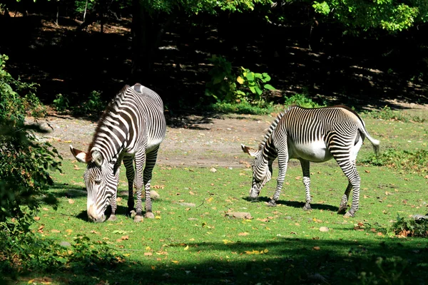 Zebras — Stockfoto