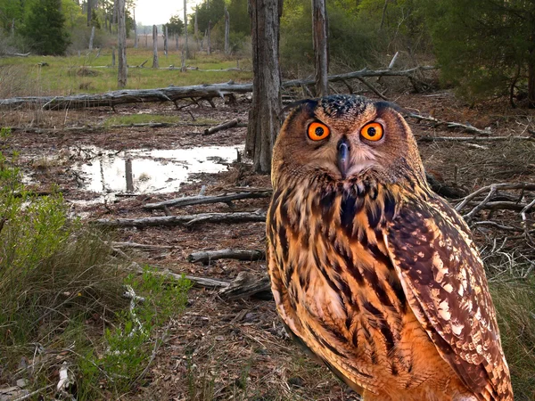 Un gufo in un parco statale — Foto Stock