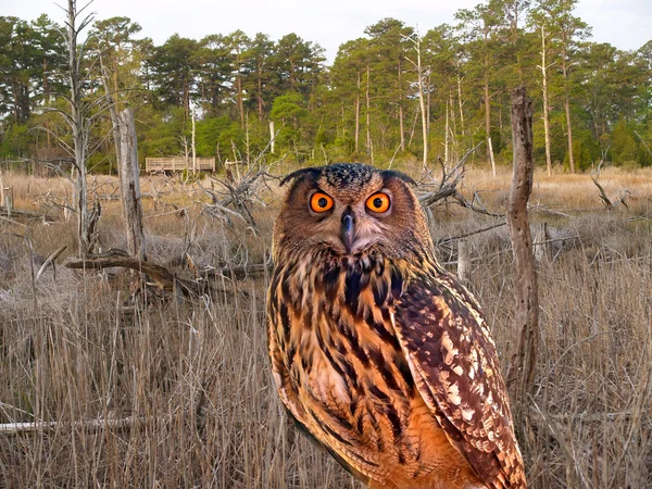 Un gufo in un parco statale — Foto Stock