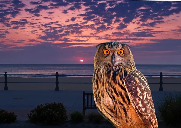 An owl at an early morning — Stock Photo, Image