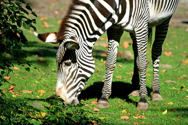 Zebras — Stockfoto
