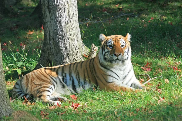 Tigre in uno zoo — Foto Stock