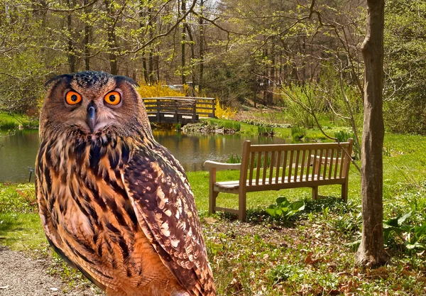 Gufo in un parco statale — Foto Stock