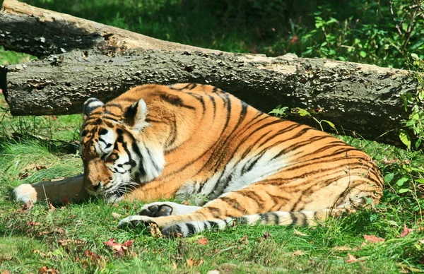 Тигр у зоопарку — стокове фото