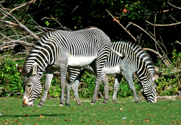 Zebras in a zoo