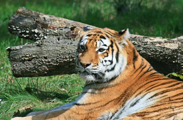 Tigre en un zoológico —  Fotos de Stock