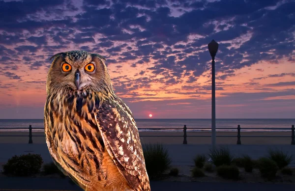 An owl at an early morning — Stock Photo, Image