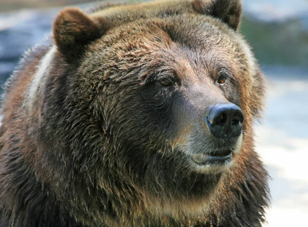 Bear — Stock Photo, Image