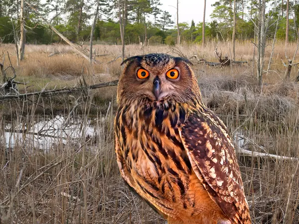 An owl at a state park — Stock Photo, Image