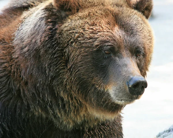 Urso — Fotografia de Stock