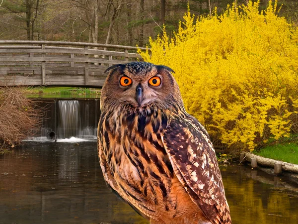 Gufo in un parco statale — Foto Stock