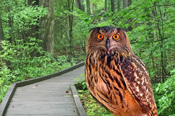 Un giovane gufo in un parco — Foto Stock