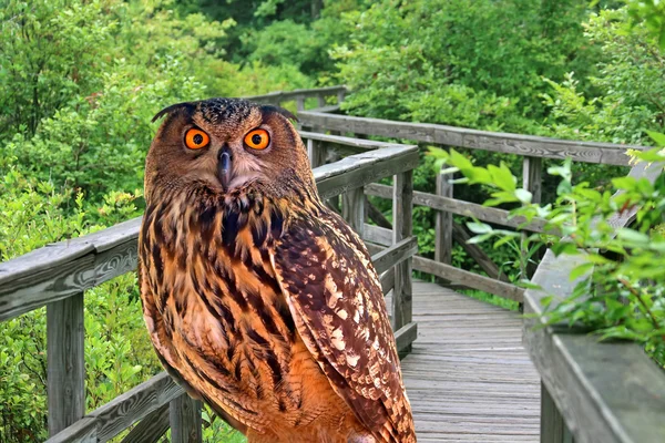 Un giovane gufo in un parco — Foto Stock