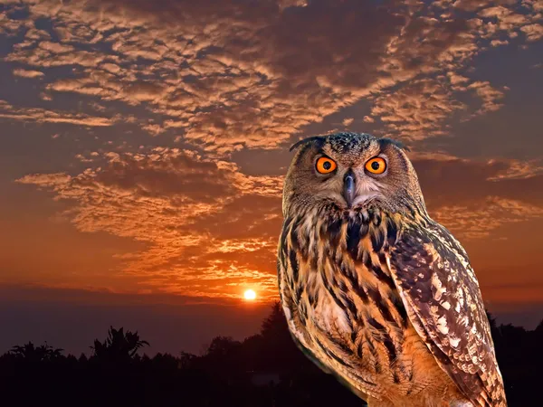 An owl at an early morning — Stock Photo, Image