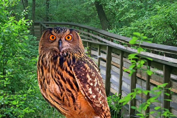 A young owl in a park — Stock Photo, Image