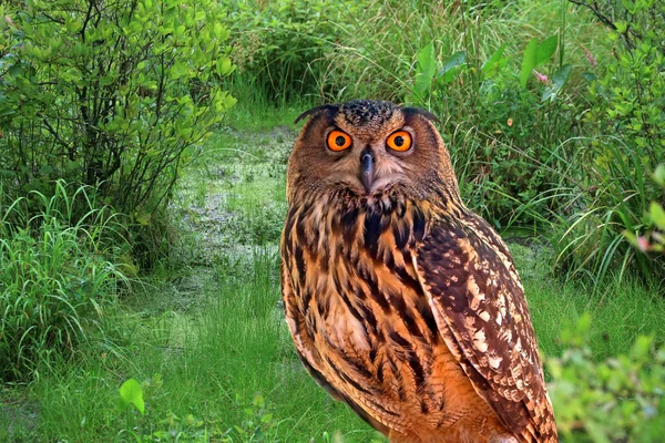 Un jeune hibou dans un parc — Photo