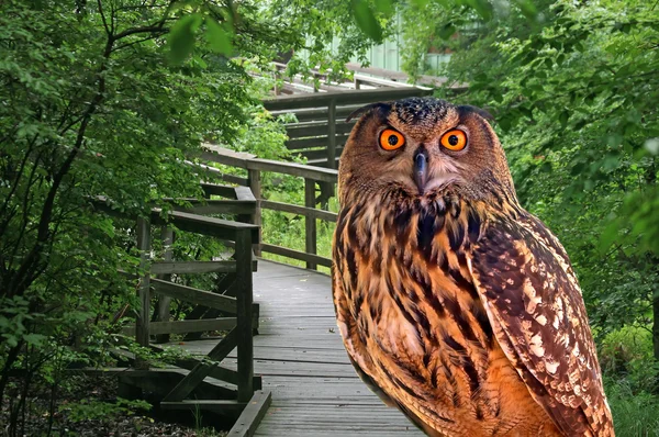 A young owl in a park — Stock Photo, Image