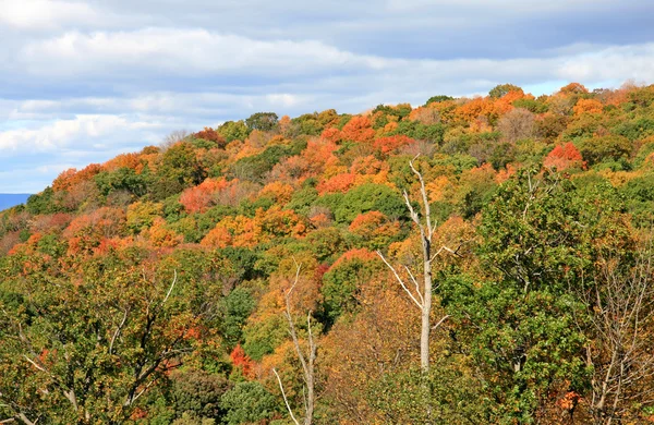 Pemandangan dedaunan di New Jersey — Stok Foto