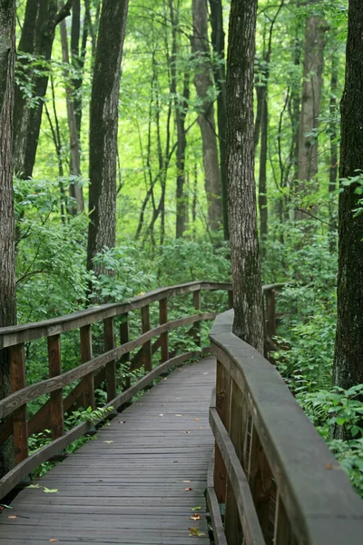 Een wandelpad in de grote swamp national wildlife refuge Stockafbeelding