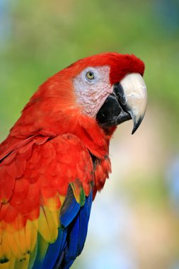 speaking parrot in a park