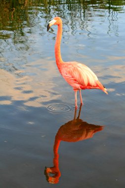 Parktaki kırmızı flamingo