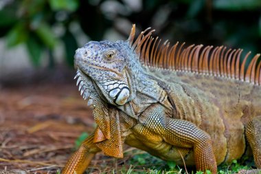 bir bahçe içinde çılgın bir iguana dolandık