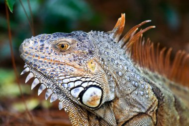 bir bahçe içinde çılgın bir iguana dolandık