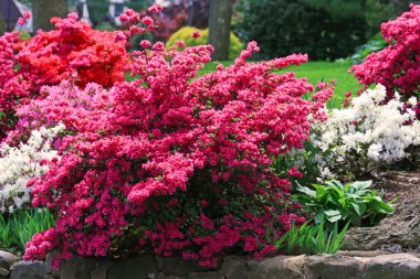 Bahçedeki renkli çiçekler.