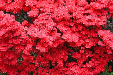 Bahçedeki renkli çiçekler.