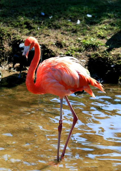 Red flamingo in a park — Stock Photo, Image