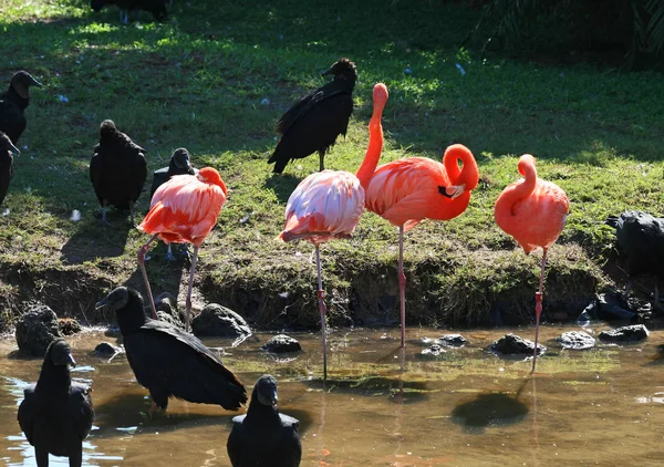 Red flamingo in a park — Stock Photo, Image