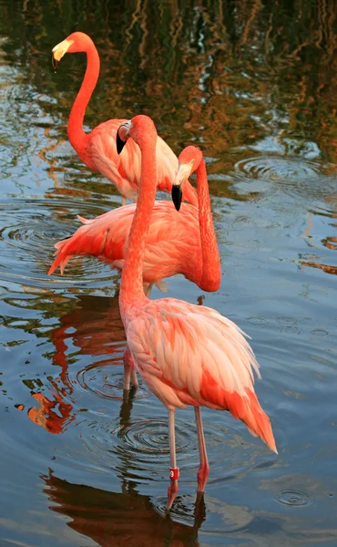 Red flamingo in a park — Stock Photo, Image