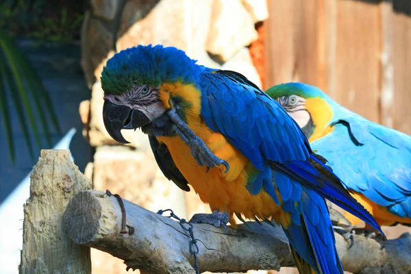 Speaking parrot in a park — Stock Photo, Image