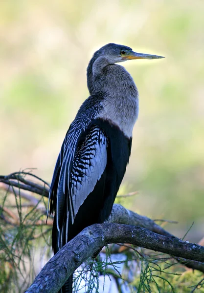 Tropischer Vogel im Park — Stockfoto