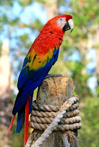 Speaking parrot in a park — Stock Photo, Image