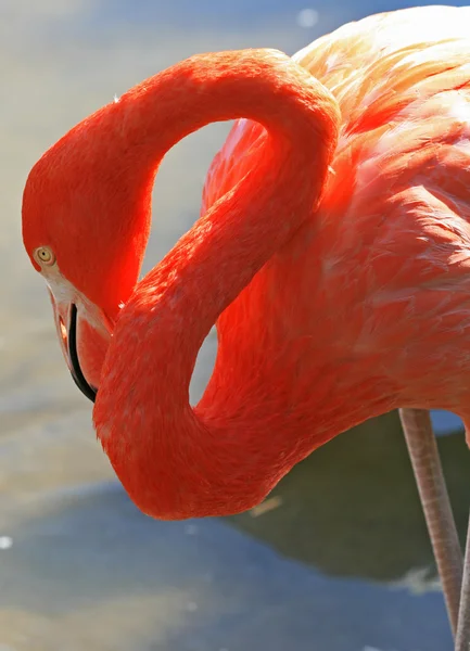 Röd flamingo i en park — Stockfoto