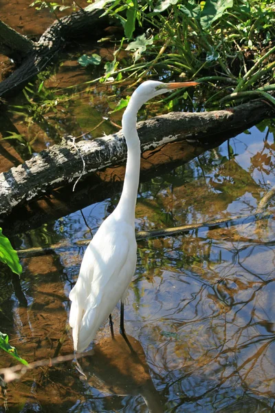 Weiße Ibis in einem Park — Stockfoto