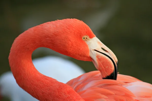 Flamingo vermelho em um parque — Fotografia de Stock