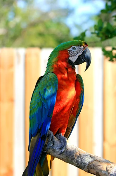 Speaking parrot in a park — Stock Photo, Image