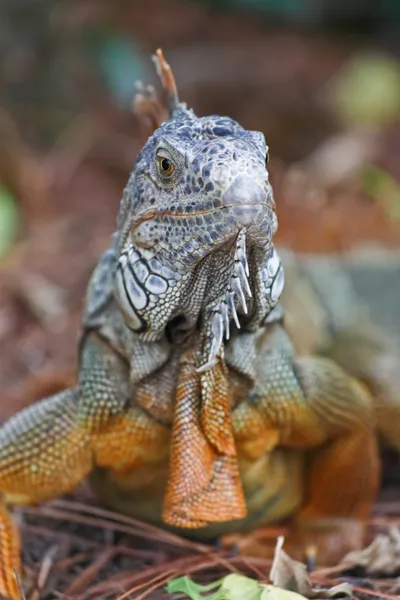 Uma iguana selvagem vagou por um jardim — Fotografia de Stock