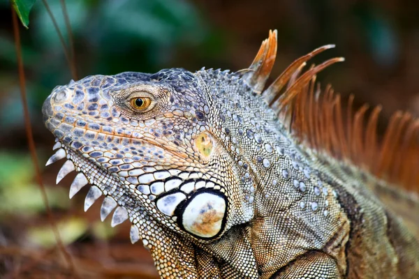 Uma iguana selvagem vagou por um jardim — Fotografia de Stock