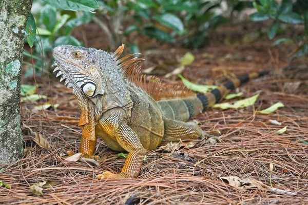 Uma iguana selvagem vagou por um jardim — Fotografia de Stock