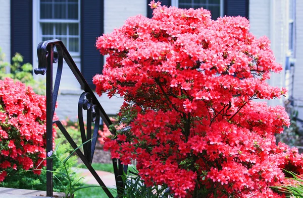 Renkli bahar çiçekleri Bahçe — Stok fotoğraf