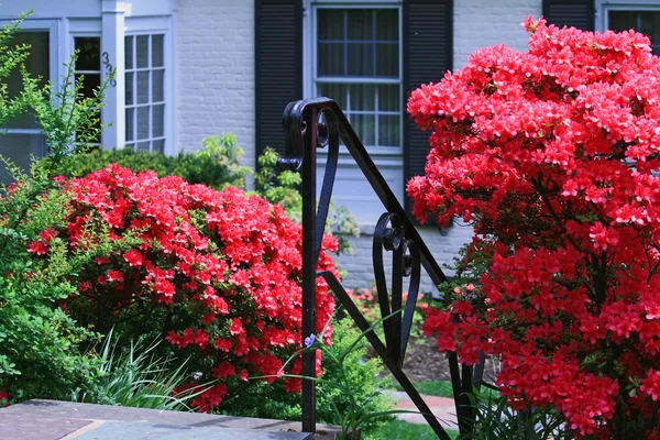 Fleurs printanières colorées dans le jardin — Photo