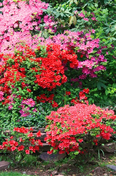 Fleurs colorées dans le jardin — Photo