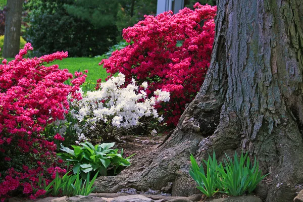 Fleurs colorées dans le jardin — Photo