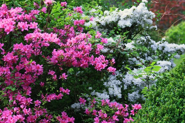 Bahçedeki renkli çiçekler. — Stok fotoğraf