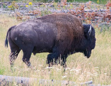 bizon Yellowstone